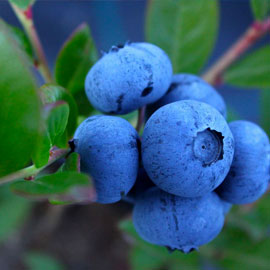 allergie alimentaire